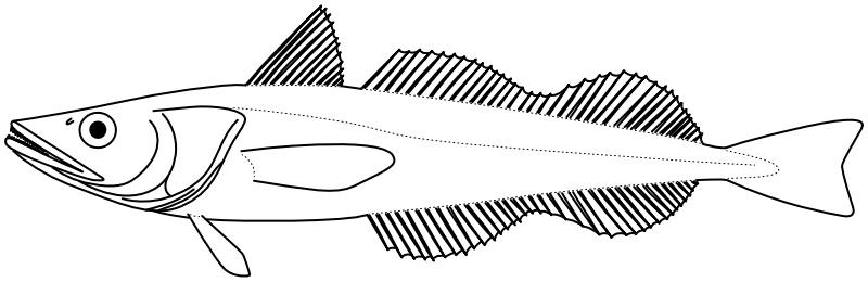 Ilustrace zástupce rodu Merluccius