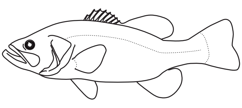 Ilustrace zástupce rodu Micropterus