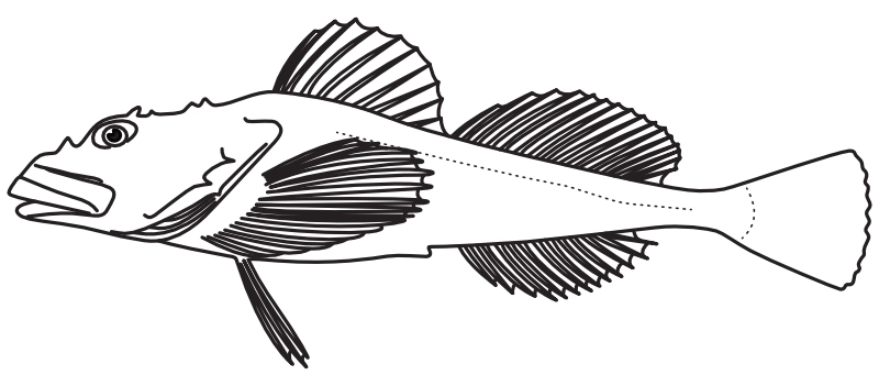 Ilustrace zástupce rodu Myoxocephalus