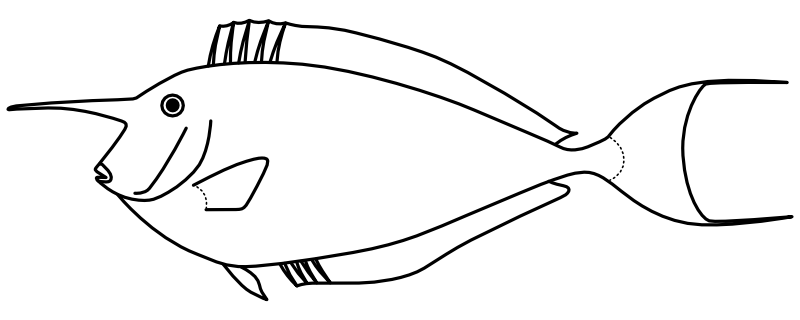 Ilustrace zástupce rodu Naso