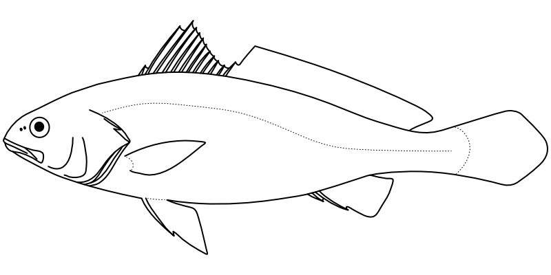 Ilustrace zástupce rodu Nibea