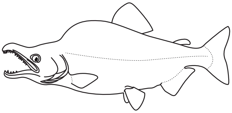 Ilustrace zástupce rodu Oncorhynchus
