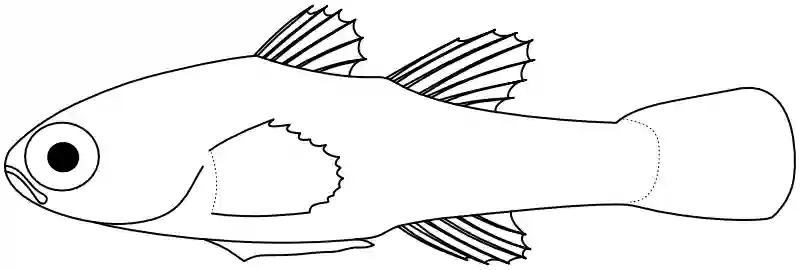 Ilustrace zástupce rodu Pandaka