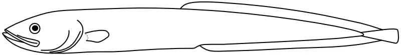 Ilustrace zástupce rodu Parabrotula