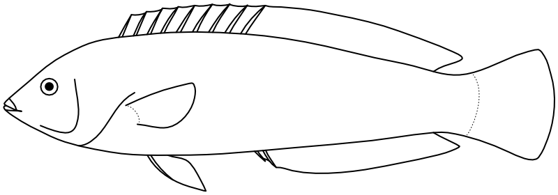 Ilustrace zástupce rodu Parajulis