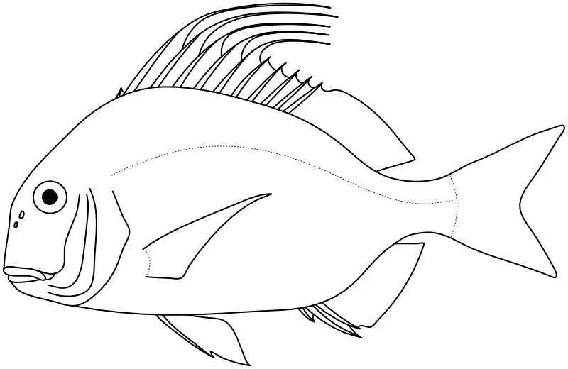 Ilustrace zástupce rodu Argyrops