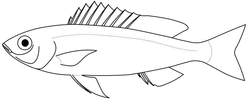 Ilustrace zástupce rodu Pentapodus