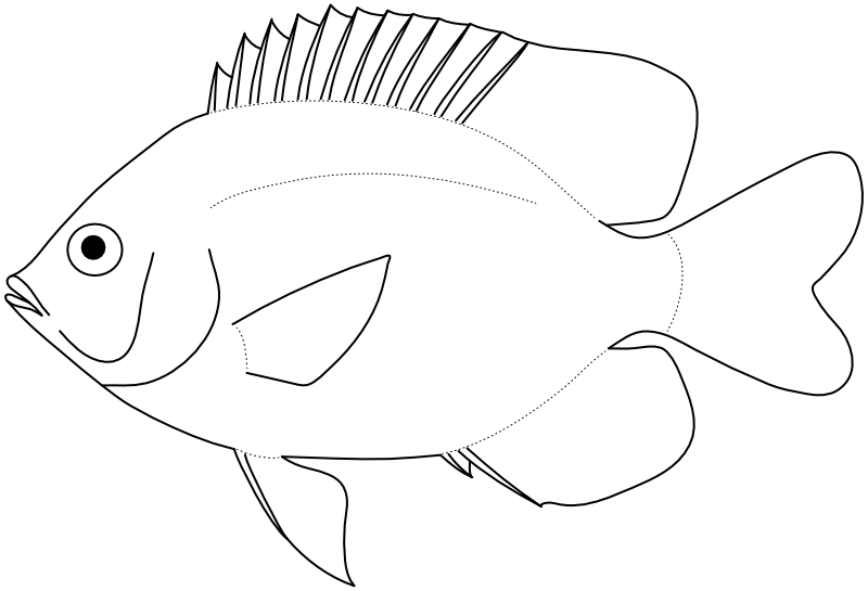 Ilustrace zástupce rodu Plectroglyphidodon