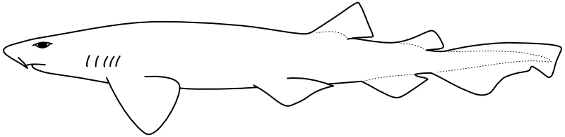 Ilustrace zástupce rodu Poroderma