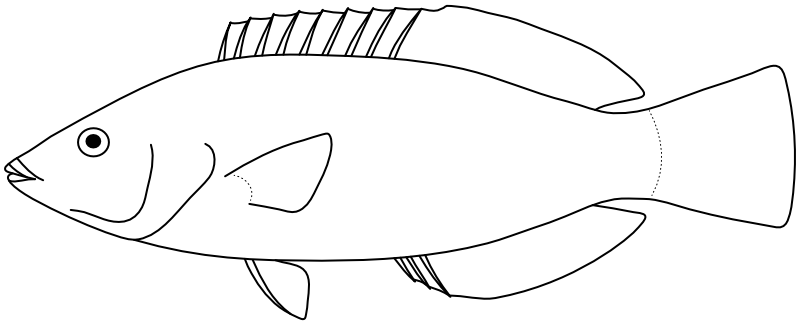 Ilustrace zástupce rodu Pseudolabrus