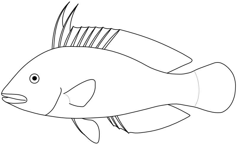 Ilustrace zástupce rodu Pteragogus