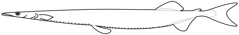 Ilustrace zástupce rodu Salanx