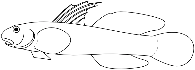 Ilustrace zástupce rodu Sicyopterus