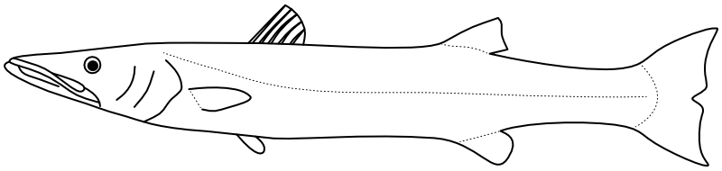 Ilustrace zástupce rodu Sphyraena