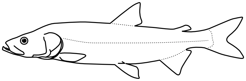 Ilustrace zástupce rodu Stenodus