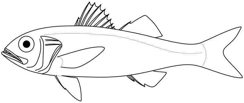 Ilustrace zástupce rodu Synagrops