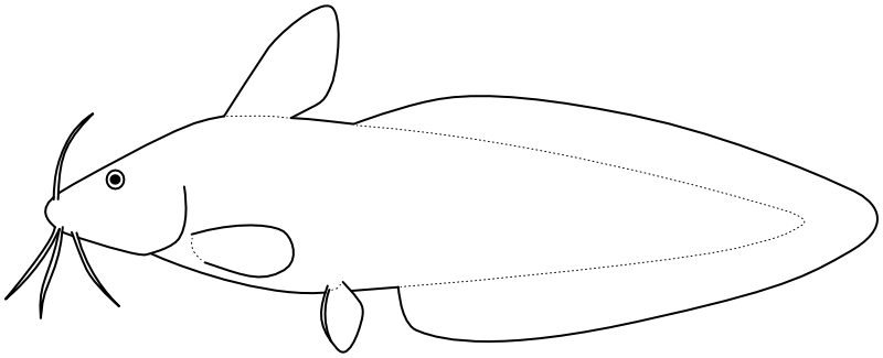 Ilustrace zástupce rodu Tandanus