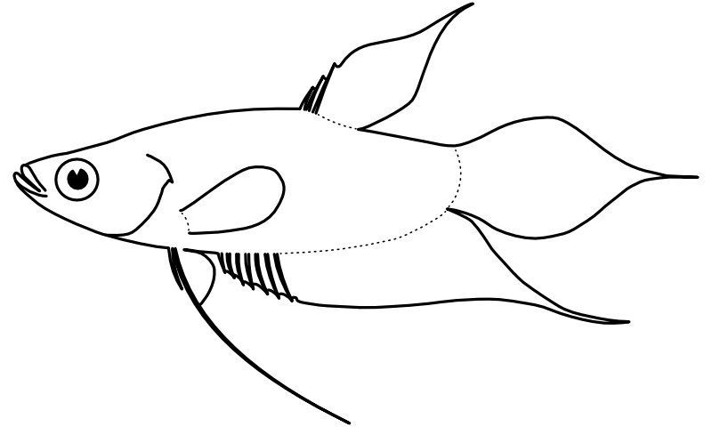 Ilustrace zástupce rodu Trichopsis