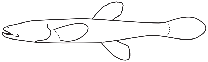 Ilustrace zástupce rodu Typhlichthys