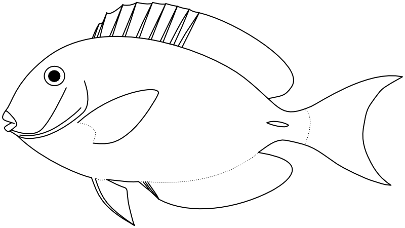 Ilustrace zástupce rodu Acanthurus