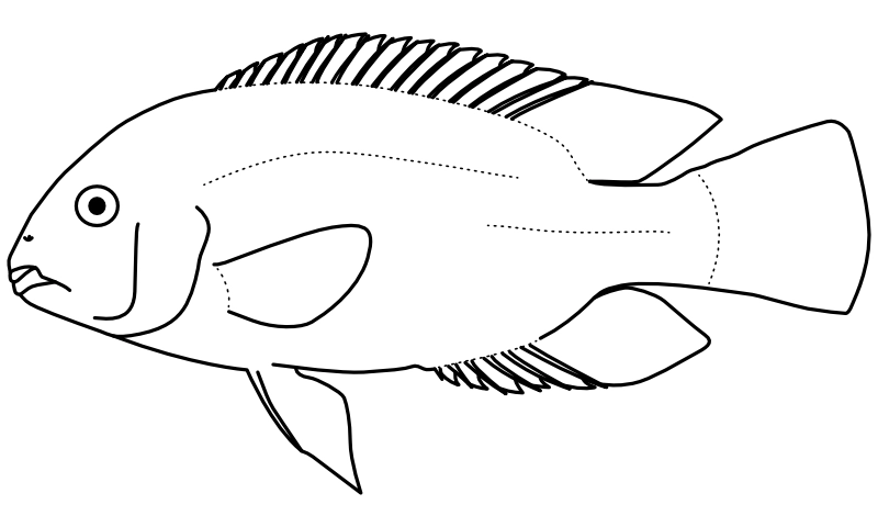 Ilustrace zástupce rodu Vieja