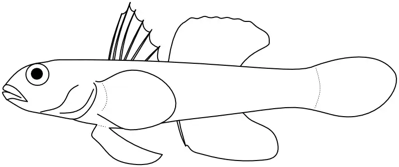 Ilustrace zástupce rodu Yongeichthys Ilustrace zástupce rodu Yongeichthys