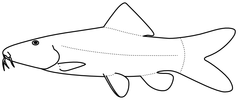 Ilustrace zástupce rodu Syncrossus