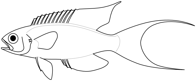 Ilustrace zástupce rodu Callanthias