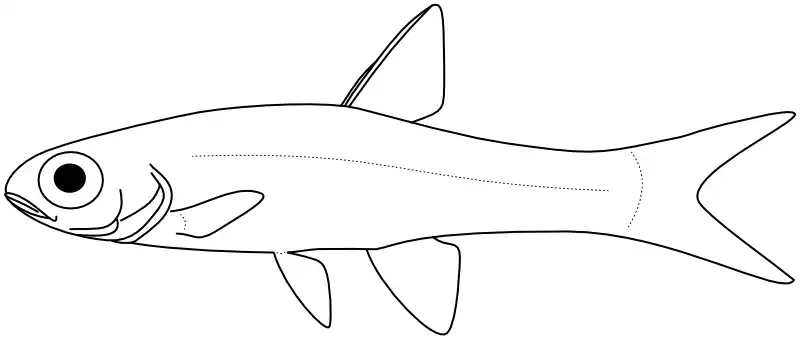Ilustrace zástupce rodu Barboides Ilustrace zástupce rodu Barboides