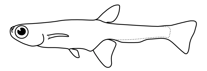 Ilustrace zástupce rodu Paedocypris