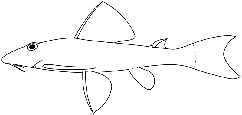 Ilustrace zástupce rodu Aphanotorulus