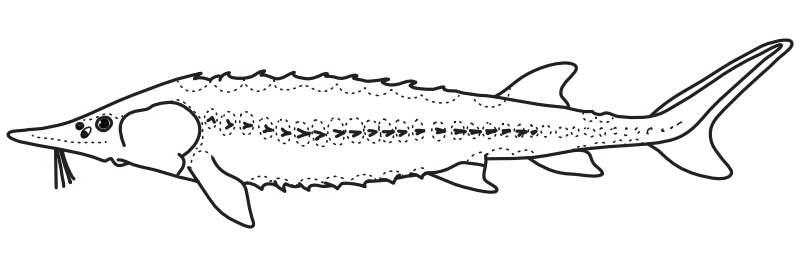 Ilustrace zástupce rodu Acipenser