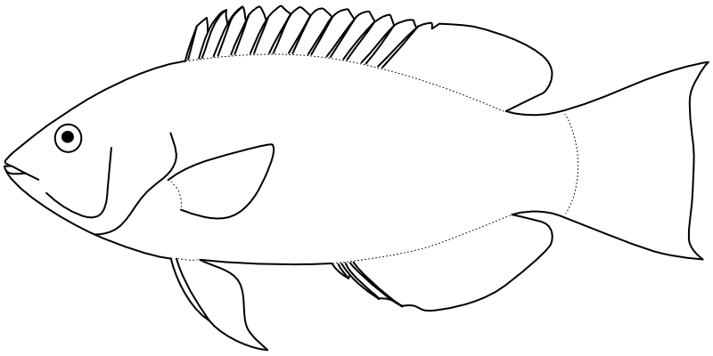 Ilustrace zástupce rodu Bodianus