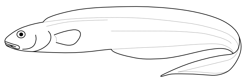 Ilustrace zástupce rodu Bothrocara