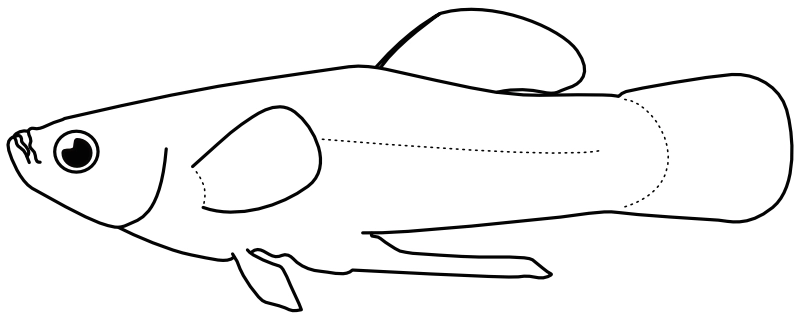 Ilustrace zástupce rodu Brachyrhaphis