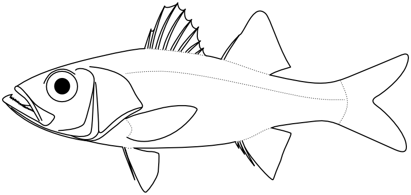 Ilustrace zástupce rodu Acropoma