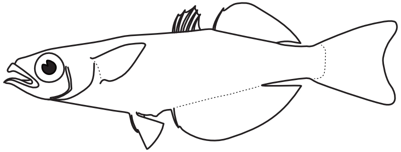Ilustrace zástupce rodu Cairnsichthys