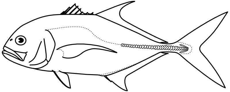 Ilustrace zástupce rodu Caranx