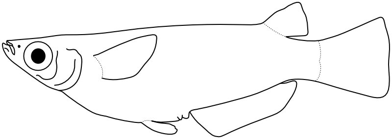 Ilustrace zástupce rodu Adrianichthys
