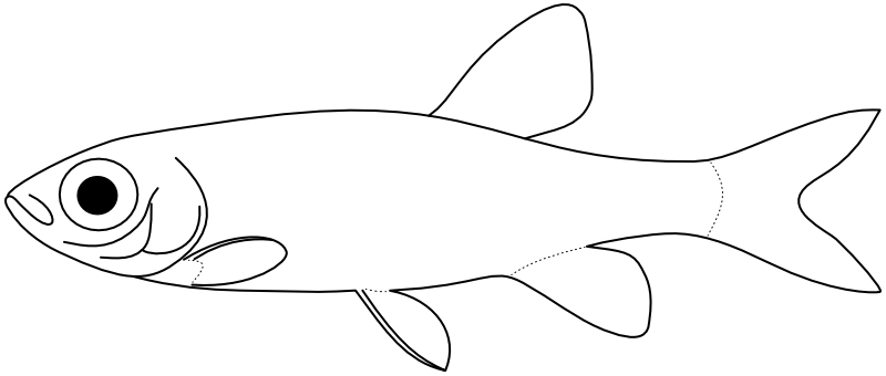 Ilustrace zástupce rodu Copella