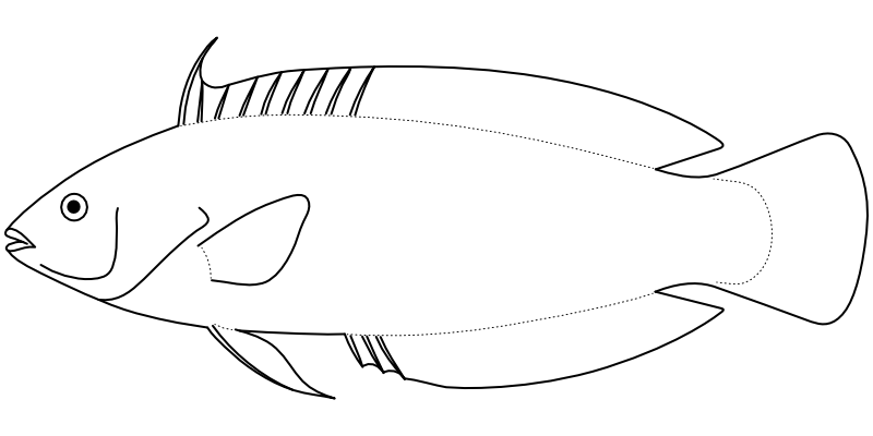 Ilustrace zástupce rodu Coris