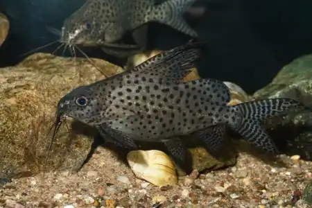 Fotografie druhu Synodontis velifer