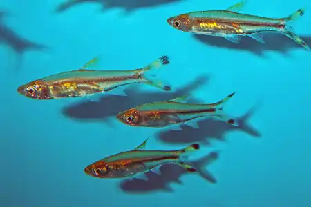 Fotografie druhu Rasbora trilineata