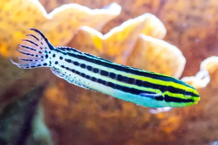 Fotografie druhu Meiacanthus grammistes