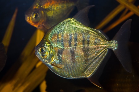Fotografie druhu Metynnis fasciatus