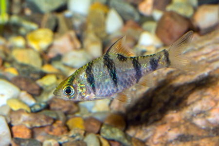 Fotografie druhu Desmopuntius hexazona