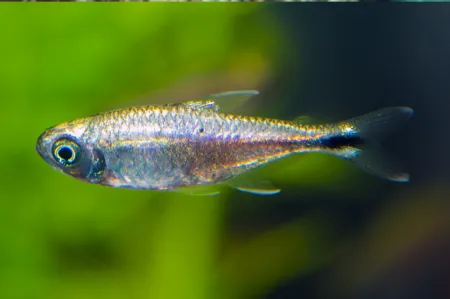 Fotografie druhu Hemigrammus rodwayi