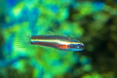 Fotografie druhu Eviota bifasciata