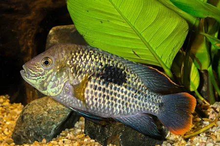 Fotografie druhu Andinoacara rivulatus