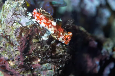 Fotografie druhu Synchiropus stellatus